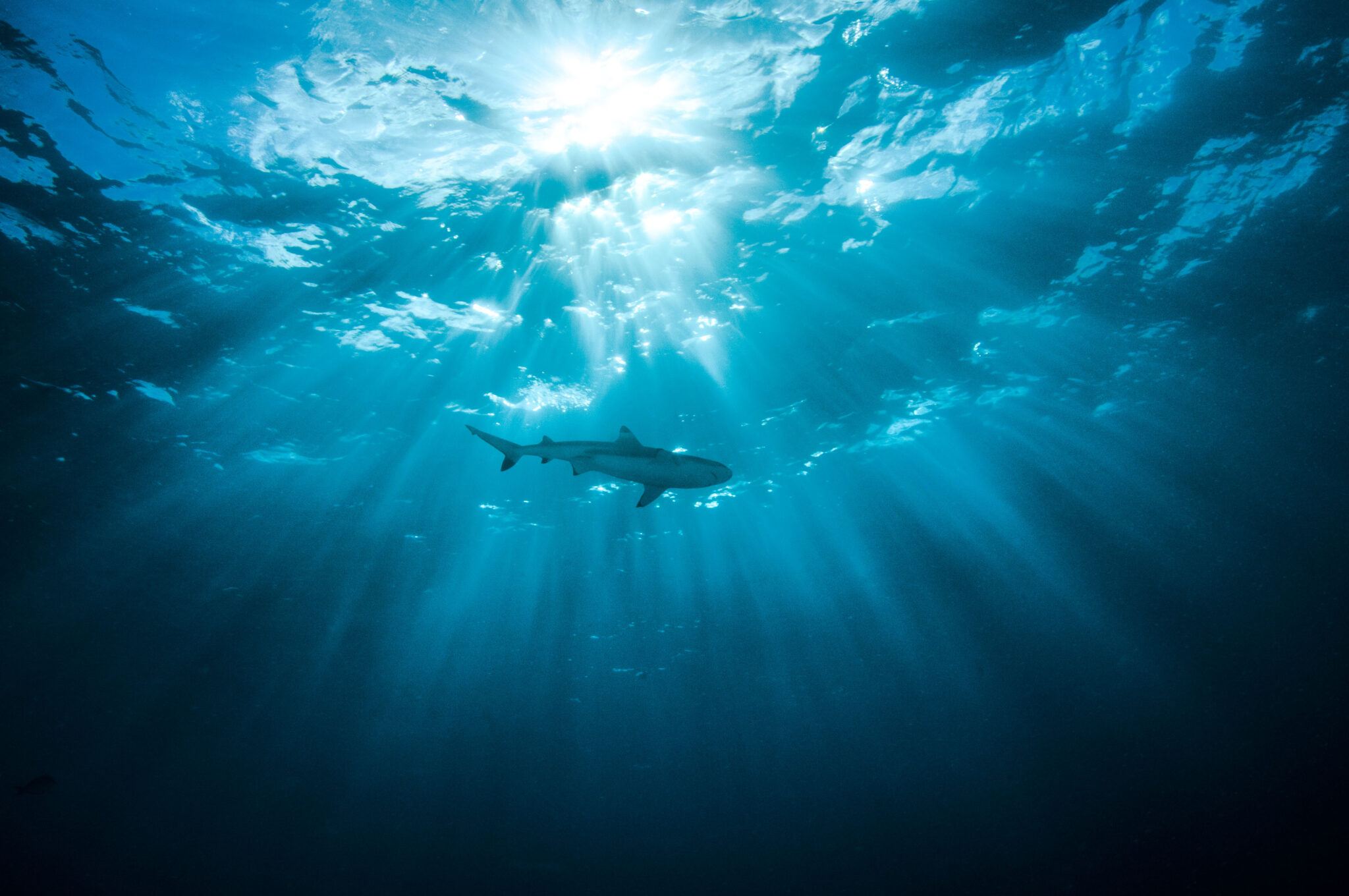BRAVE NEW OCEAN: DAY 1: ADVANCING OCEAN ENTERPRISE FOR INNOVATION AND COMMERCE(APRIL 24)