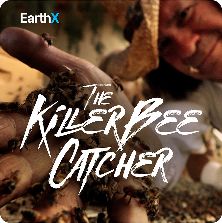 The Killer Bee Catcher