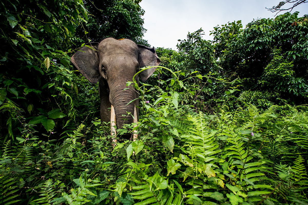 Training Today’s Heroes for Tomorrow’s Elephants