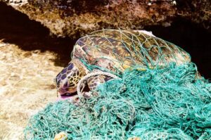 Eco Solution Spotlight: Solar-Lit Fishing Nets That Can Actually Save Sea Turtles