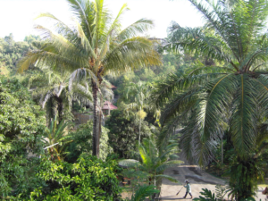 Eco Solution: Meet The Women Restoring Thailand’s Forests