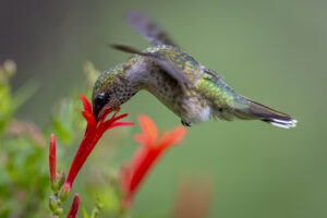 Audubon Texas