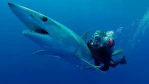 Guy Harvey Foundation (GHF)