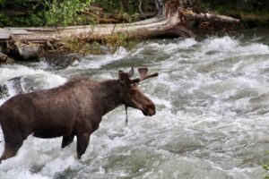 How traditional practices are helping protect Minnesota’s last moose