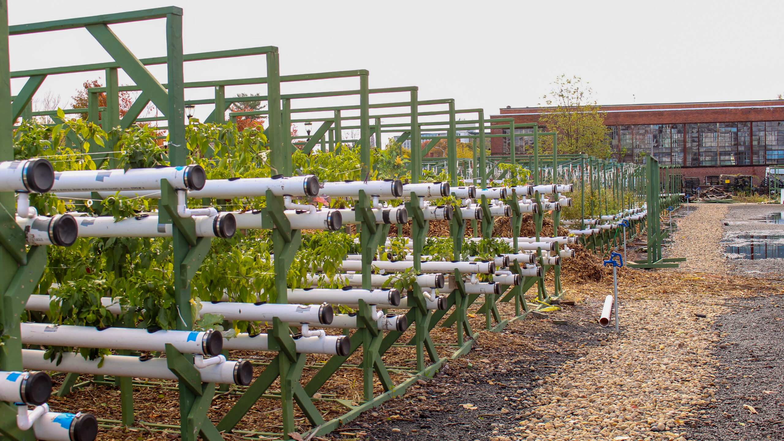 Creating healthier communities through hydroponic farming