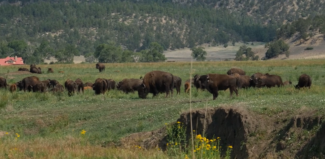Wild Vermejo | Preserving Bison: A living link to the past